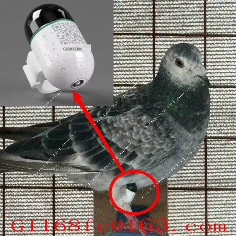 Mini Real-Time GPS  Locator Waterproof Pigeon Ring 4G Network GSM Android IOS Trajectory Locator Made Durable Plastic LBS