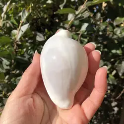 Ovulidae Natural Conch Shell Fish Tank Landscape Decoration Shooting Props Mediterranean Ornaments Nautical Home Decor