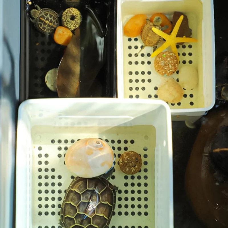 

Многофункциональный ящик для кормления жареных рыб павлина, с присоской, аксессуарами-изоляторами, черно-белым хабититом.