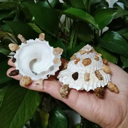 8CM-9CM Genuine Pallid Carrier Shell Xenophora Pallidula Sea Shells Ocean Conch forHome Decorating Beach Collection Fish Tank