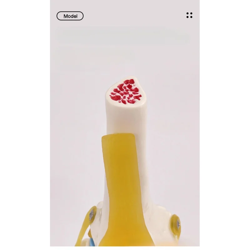 1:1 Life-Size Human Knee Joint Anatomy Model with Ligaments & Patella, Medical Teaching Aid