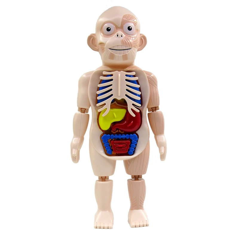 Modelo de anatomía del cuerpo humano para niños, juguete de ensamblaje de órgano humano de plástico, juguete educativo de ciencia DIY, Halloween