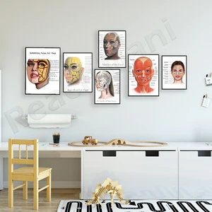 Giải phẫu và sinh lý mặt nữ, đệm cơ và cơ chất béo, chất làm đầy da và áp phích thẩm mỹ Botox 12 ống tiêm Botox bán hàng chính - №11