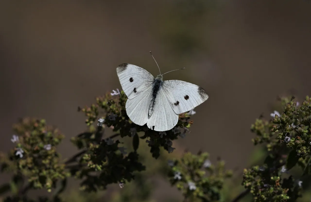 

Metal Side Step Pedal for 1/10 RC Crawler Car REDCAT GEN8 Scout II Upgrade Parts