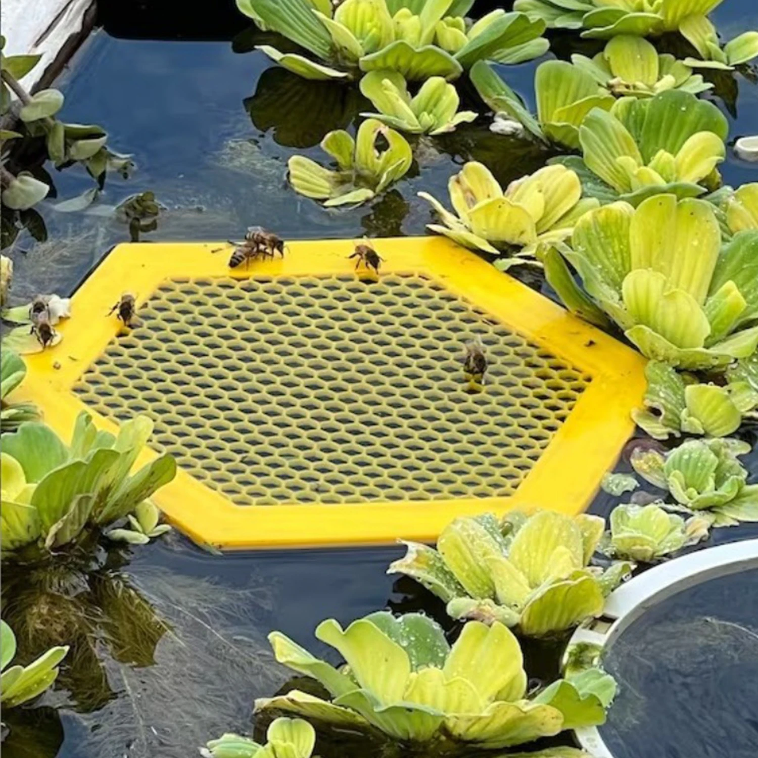 Bee Nest Printed Floating Bee Island Bee Waterer Bee  Insect Drinking Cups Butterfly Water Stations Insect Water Dispenser