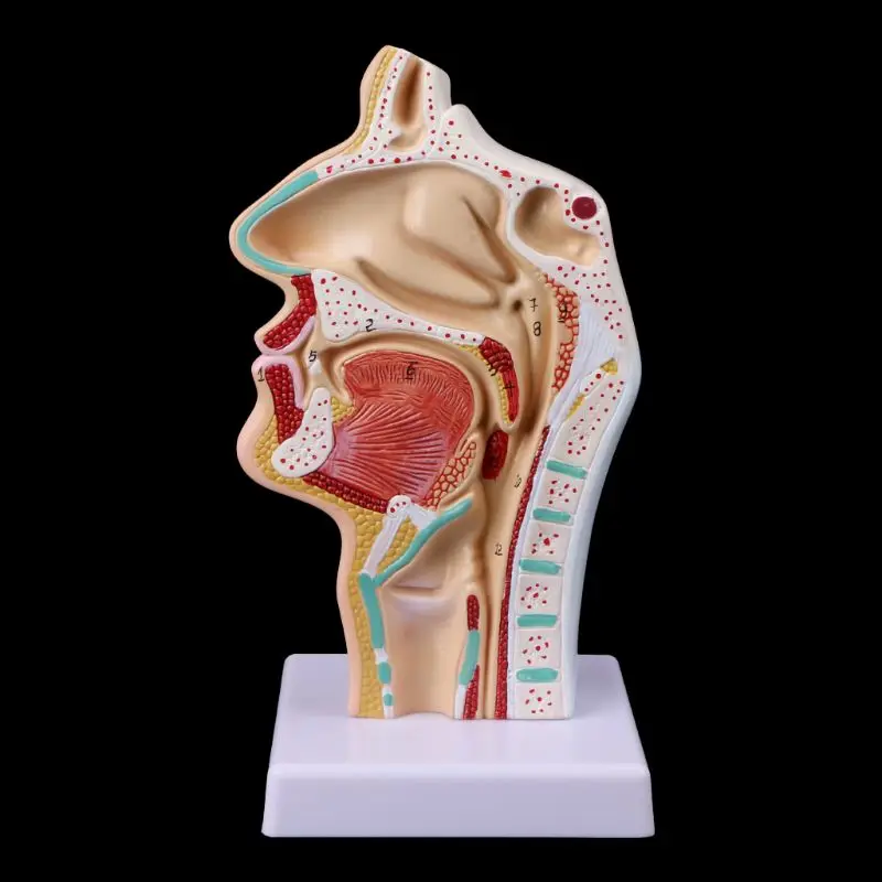 Narzędzie do nauczania anatomii ludzkiej jamy nosowej i gardła Model medyczny