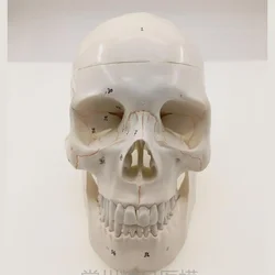 PVC Numbered Human Skull Model Natural Life Size Bone Suture Clear Matt PVC Teaching Resources