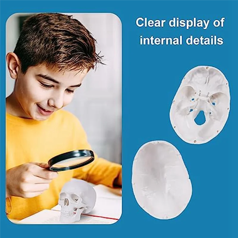 N96R Mini Human Skull Model, 3 Parts Anatomical Skull Model with Removable Skull Cap and Articulated Mandible