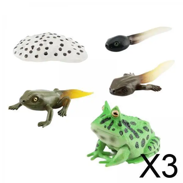 โมเดลวงจรชีวิตกบ 3 ตัว ของเล่นรูปสัตว์สำหรับการเรียนรู้วงจรชีวิตสัตว์ สำหรับงานโปรเจกต์