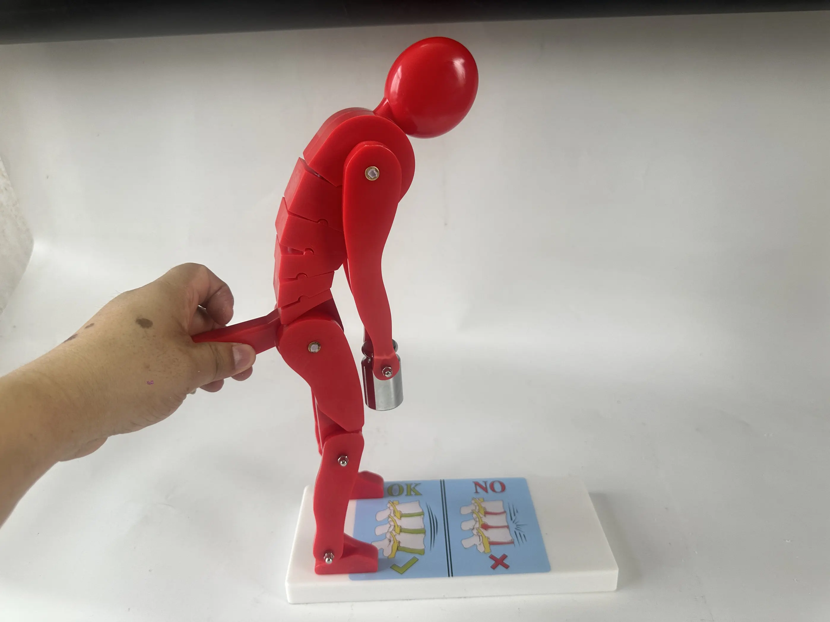 Human body bending, weightlifting, spinal stress demonstration model, fitness weight, correct posture demonstration