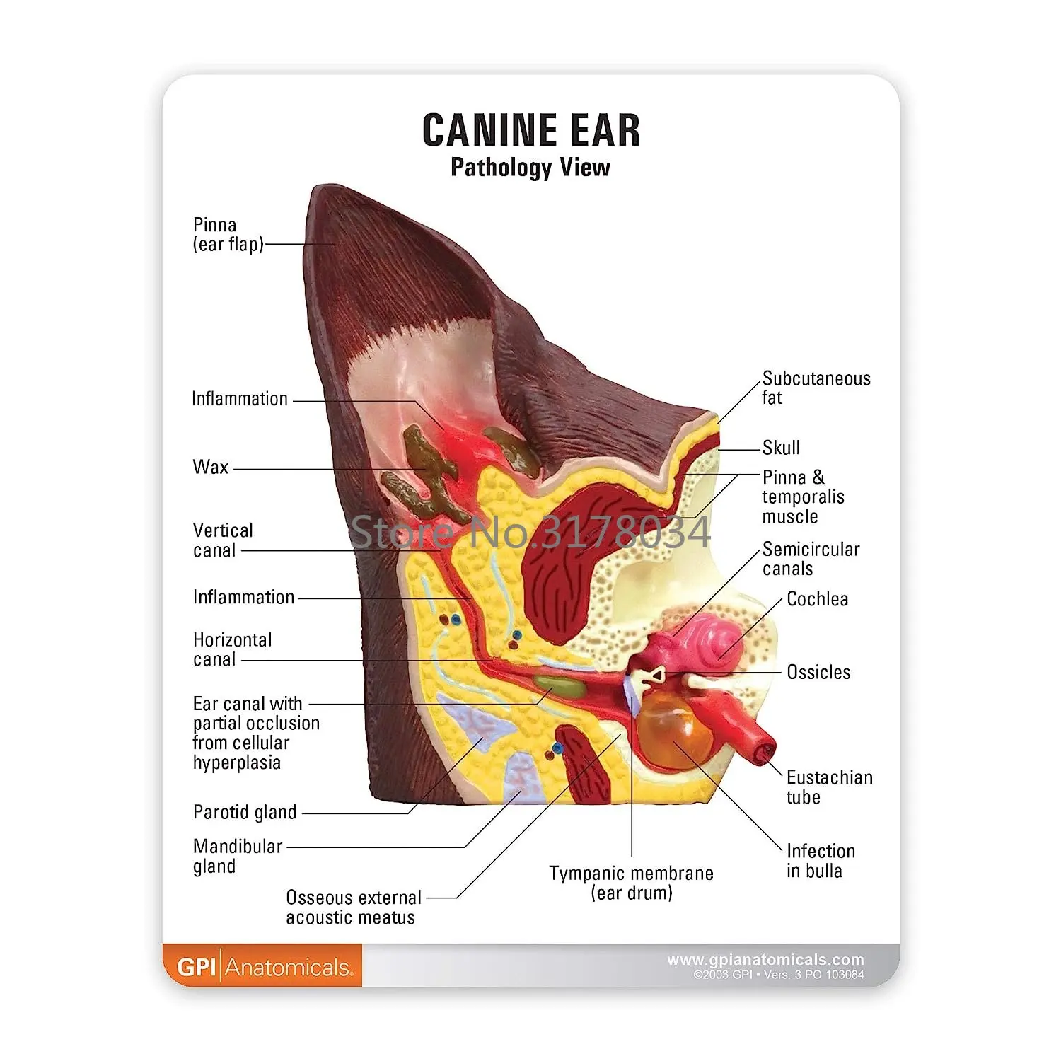 Canine Ear Model Animal Body Anatomy Replica of Dog Ear w/Common Pathologies for Veterinary Office Educational Tool