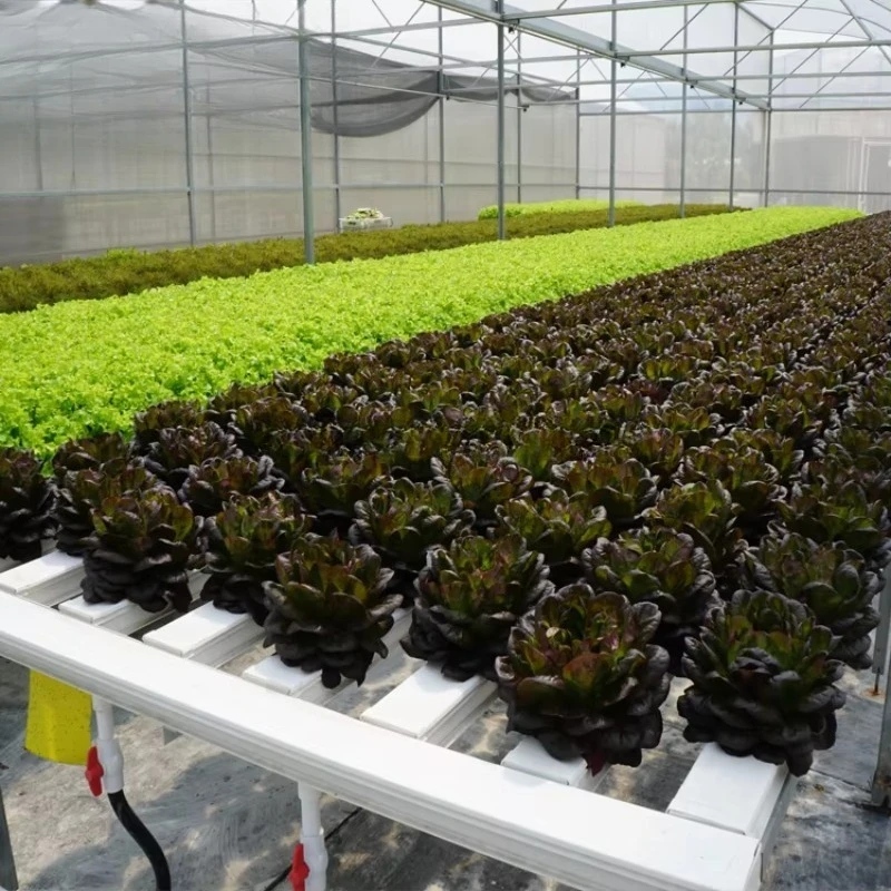 Sistema hidropónico NFT comercial