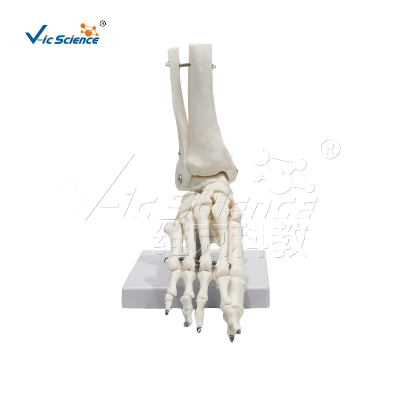 

Natural Life-Size PVC Human Ankle Foot Joint Skeleton Model for Medical Science Teaching PVC Bone Model