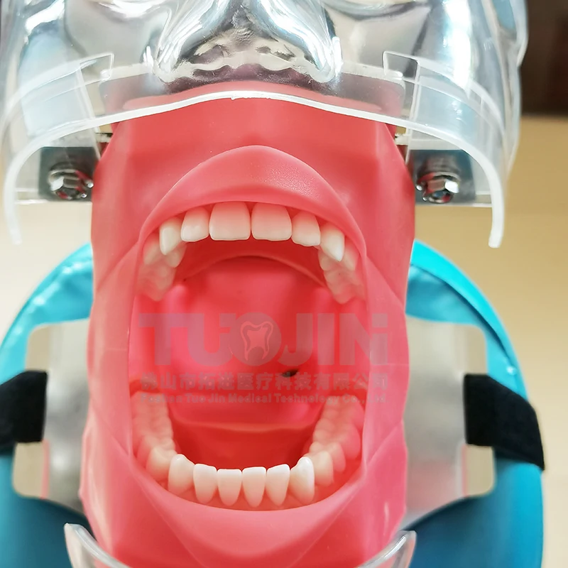 Dental Phantom Head with Teeth for Dentist Teaching Practice Training Apparatu Dentist Model Manikin Head Model Dental Simulator