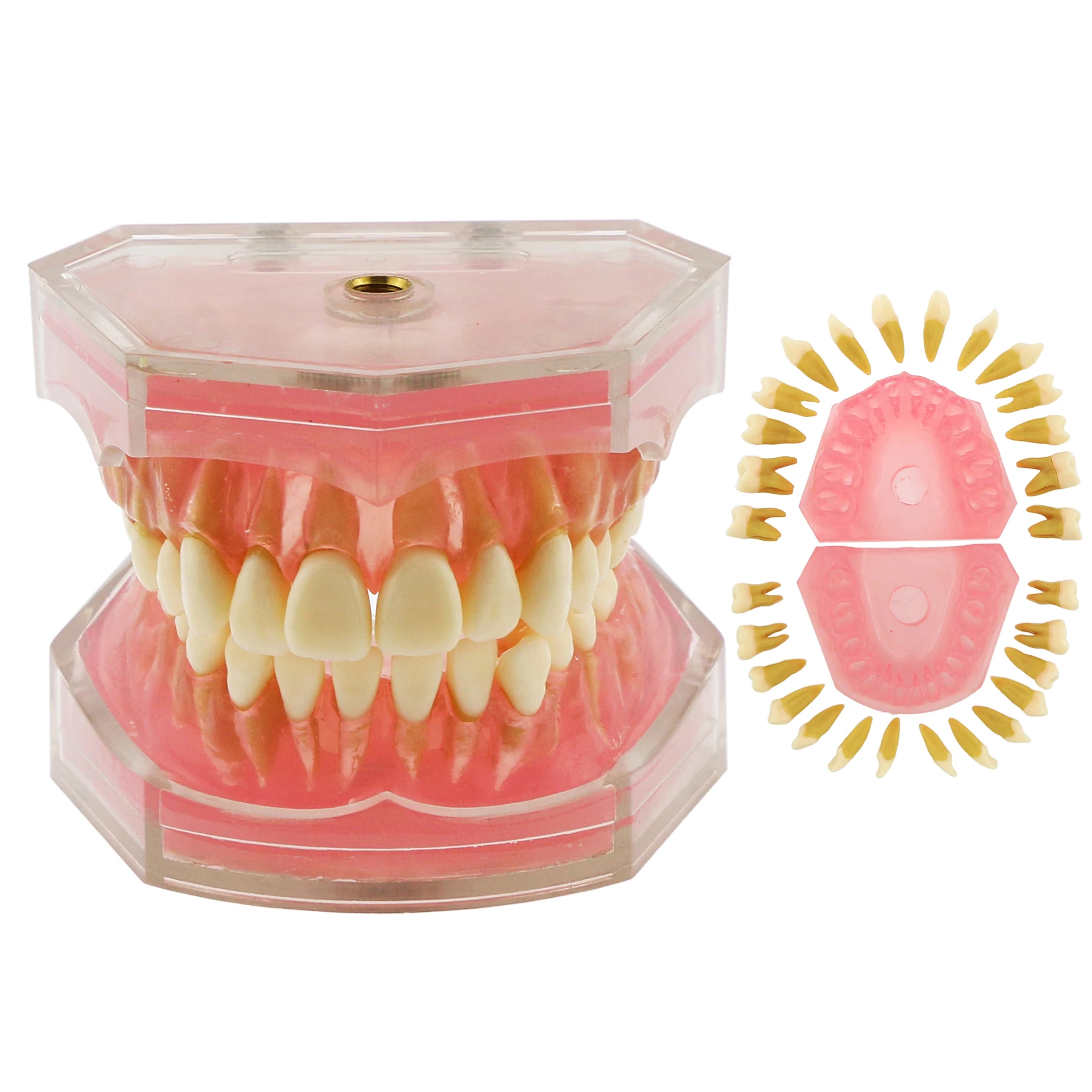 Dental Standard Typodont Model Soft Gum With 28 Removable Teeth Adult for Training Dentistry Practice Studying M7008