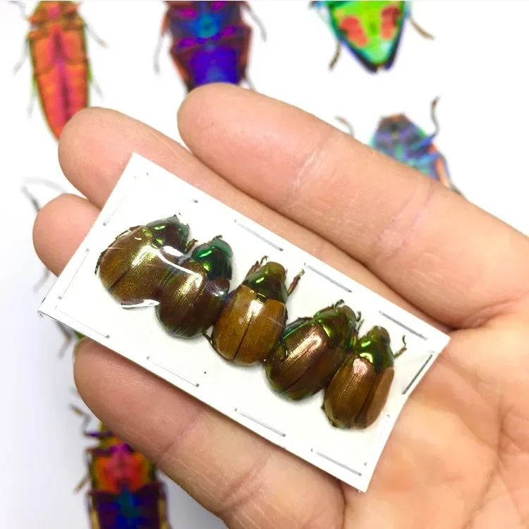 

Настоящая золотая черепаха, образец мокрых насекомых, Rutelidae Sp2, стрелка, насекомое, жук, мозаика, художественные статуи для украшения, домашний декор
