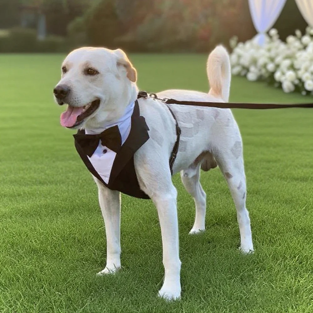 Hochzeits-Hundegeschirr im Smoking-Stil mit Fliege, verstellbare, atmungsaktive Weste mit D-Ring, kein Ziehen, für kleine und mittelgroße Hunde – Detail 16