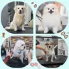 調整可能なヘビーデューティー50インチ電動Xリフト油圧式犬用グルーミングテーブル（ツールオーガナイザー付き、ジャッキ式、ペットグルーミングステーション） 6
