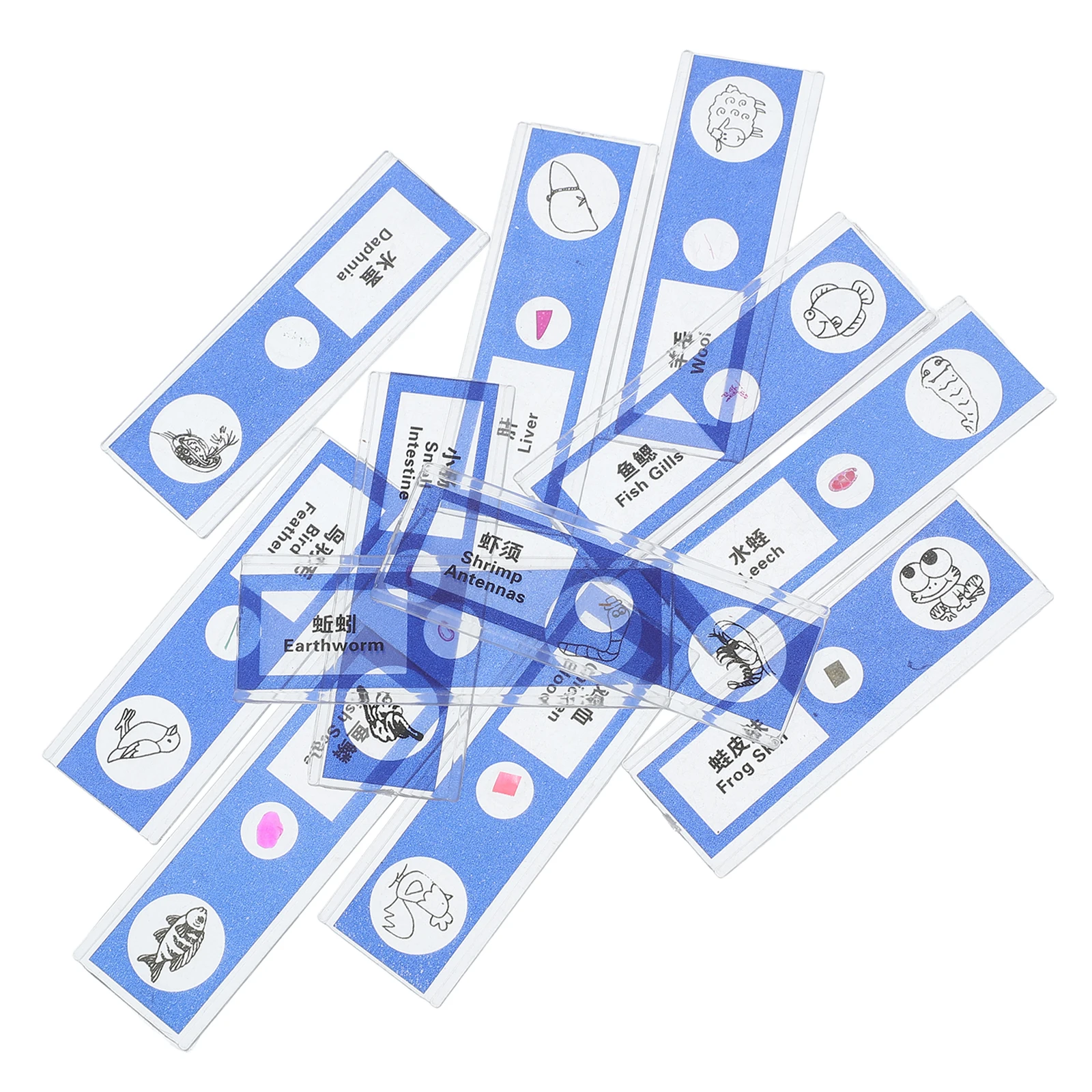 

12 Pcs Biological Sample Prepared Microscope Slides Kids Laboratory Teaching Supplies Plant Animal Cells Specimen Educational