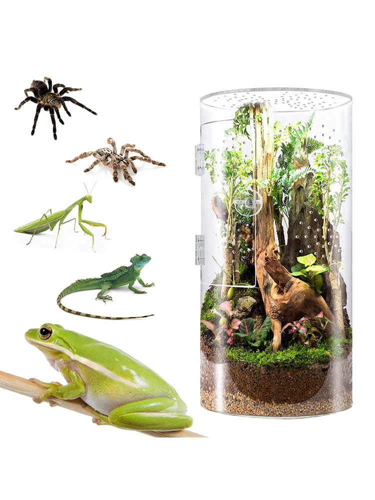 

Insect Feeding Cage Spider Lizard Scorpion Arboreal Enclosure Case Acrylic Reptile Breeding Box Transparent Terrarium Habitat