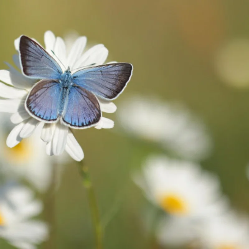 

Кабина для кузова Cherokee на радиоуправлении и задняя половина клетки для 1/10 RC Crawler TRX4 Axial SCX10 90046