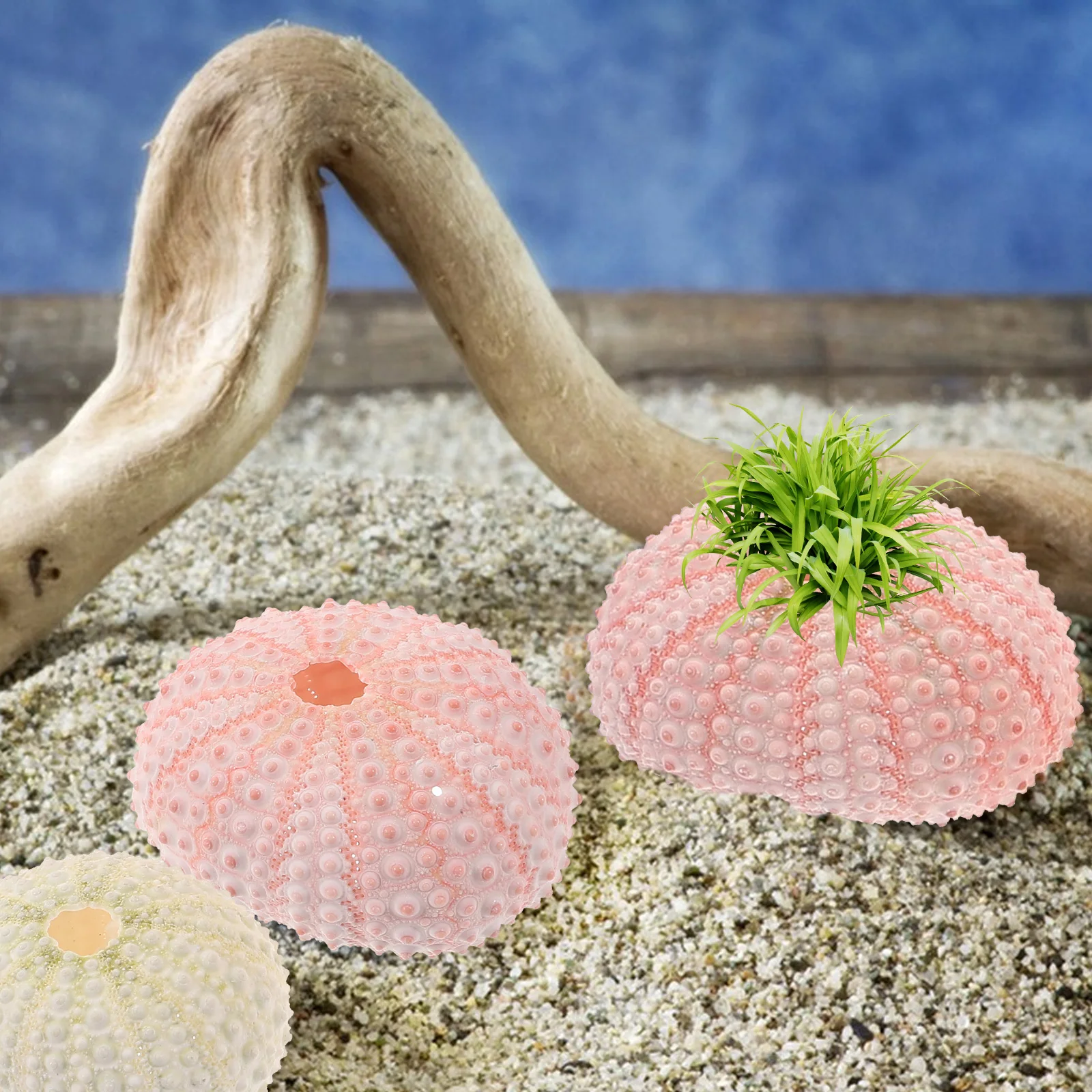 

5 Pcs Vase Sea ​​urchin Shell Terrarium Shells for Air Plants Natural Planting Holder