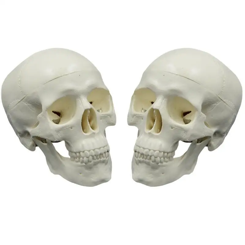 Mini Skull Model Human Anatomical Head Medical Model Detachable Art sketch Props Medical Student Teaching