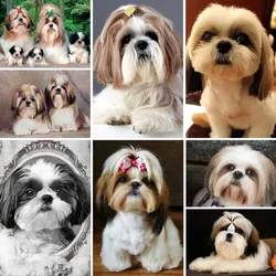 Shih Tzu Dog DIY 5D Diamond Painting Full Round Square Drill Cross Stitch Diamond Embroidery Rhinestones Mosaic Diamond Stickers