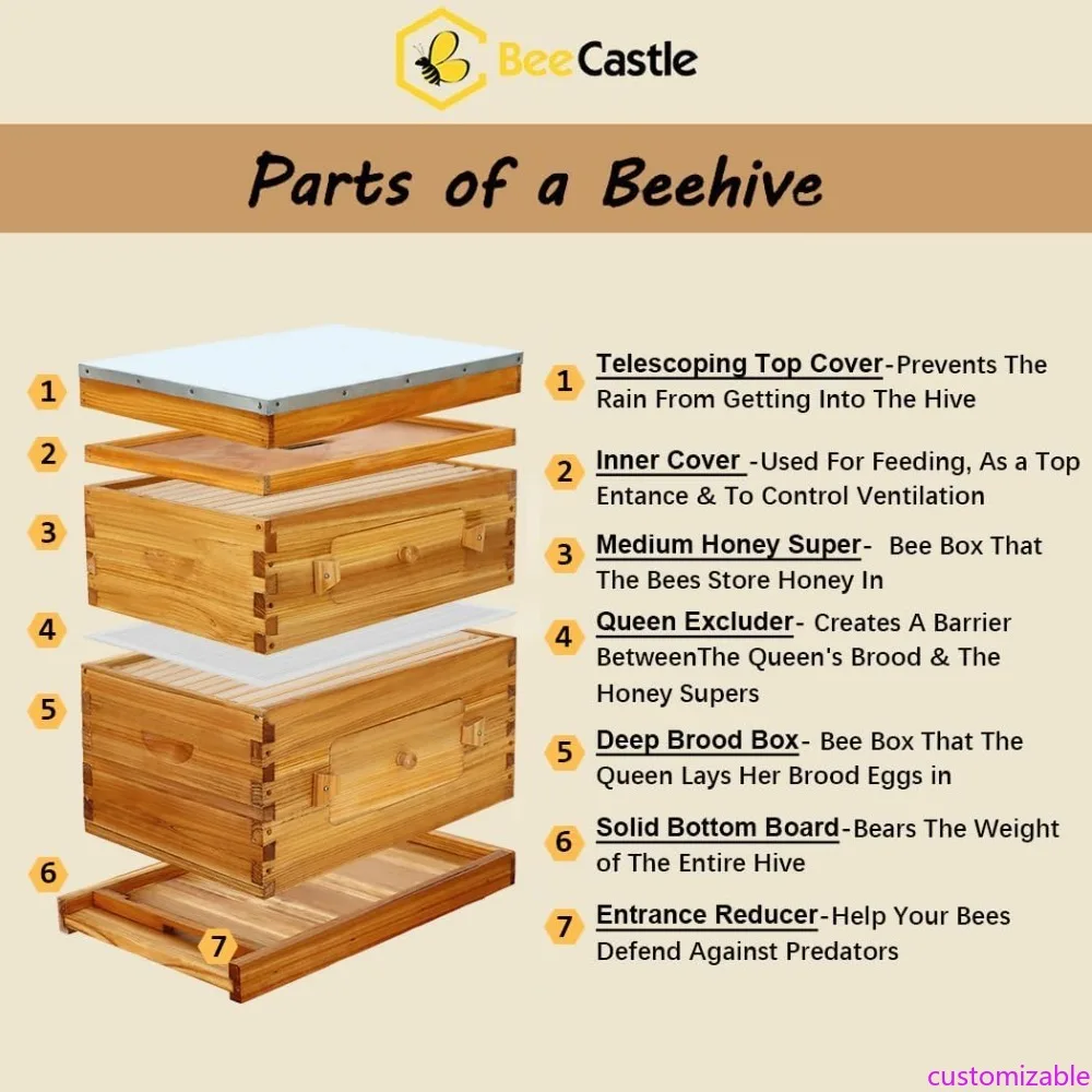 

10-Frame Langstroth Beehive Starter Kit with Beeswax Coating, Plexiglass Windows for Beginners