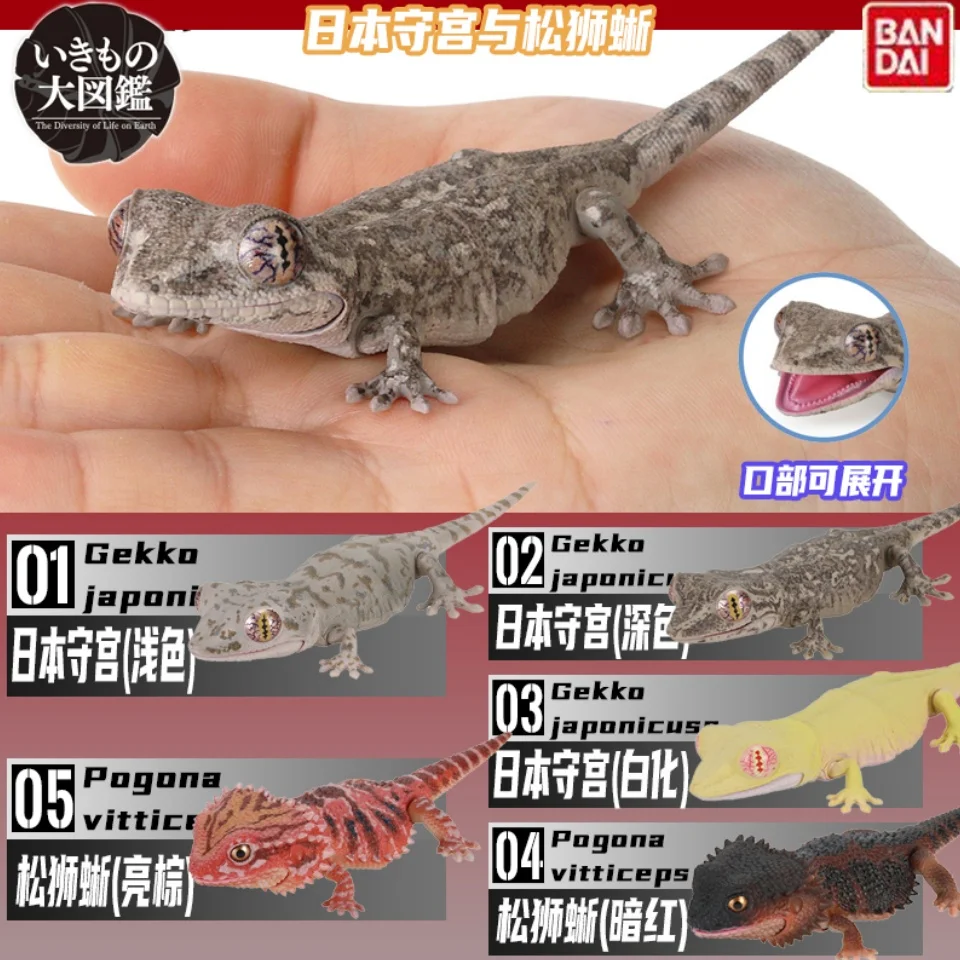 

Original Bandai Gashapon Egg Big Biological Map Of Pogona Vitticeps Japan Gekko Gecko Lizard Model Gacha Toys