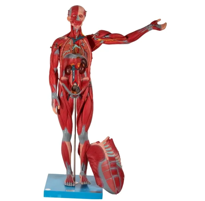 

GD/A11302/1 Medical Science Human Muscles Anatomical Model with Internal Organs