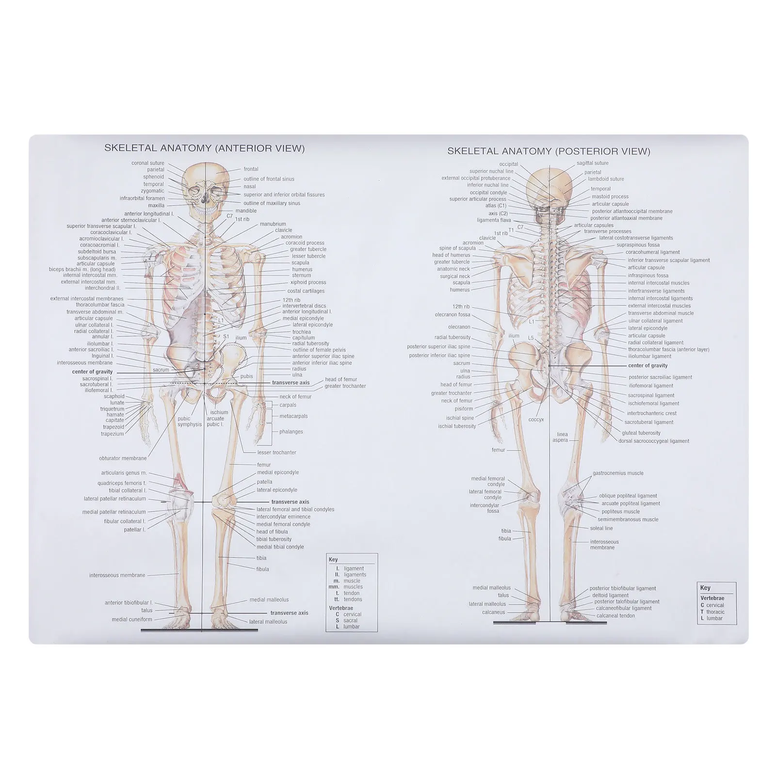 

1Pcs Human Anatomy Poster Muscle Skeletal Diagram Teaching Picture Clear Font Science Chart for School Laboratory Classroom