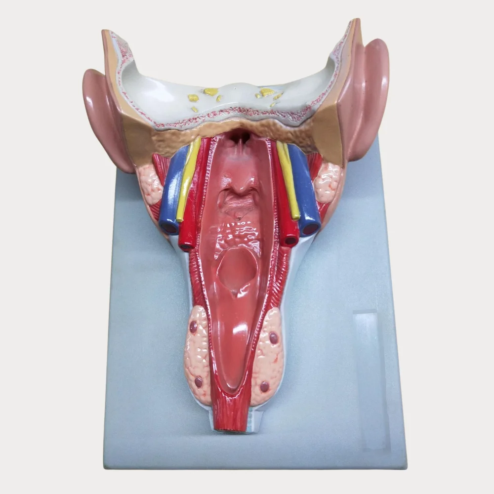 Pharyngeal Wall Muscle Model Human Throat Pharynx Anatomy Medical Supplies Educational Teaching Material for Biology and Hospita