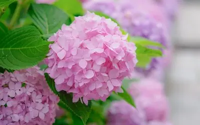 

2.4V 2.0ah 18650 Lithium Titanate Battery 2.4V 2000mAh LTO 15C Rechargeable Low Temperature Battery 25000 Cycles Flashlight