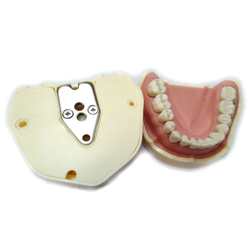 Modelo de diente humano de repuesto Typodont de anatomía humana, modelo de diente de ortodoncia falso práctico, modelo de diente Frasaco ANA4