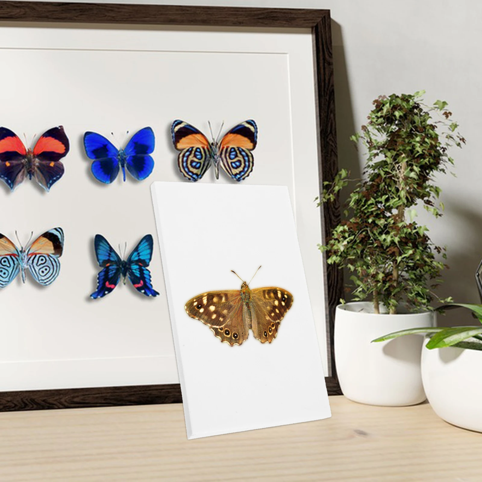 

3 Pcs Butterfly Wings Specimen Display Board Flower Entomology Spreading Eva Pinning Kit Decoration