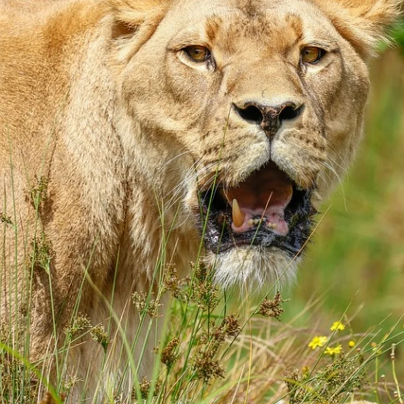 

WPL D14 Радиоуправляемый автомобиль 1/10 Багги с дистанционным управлением Дрифт Внедорожник Полная пропорция 2,4G Модель автомобиля Игрушка для взрослых Подарки на день рождения