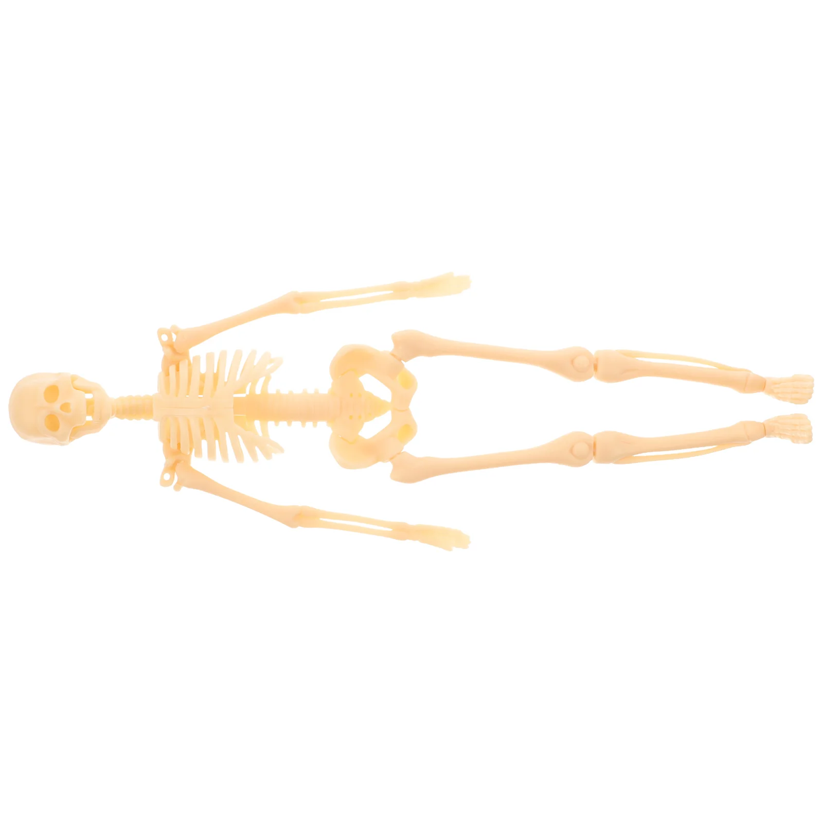 

Human Model Action Figure Anatomy Model For Studying Anatomical Human Body Model