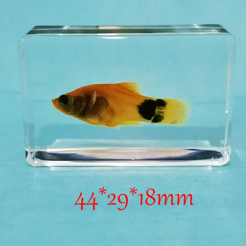 Delicate Small Fish Specimens Built In Highly Translucent Epoxy Resin Suitable for Home Decoration Birthday Holiday Gifts 44mm