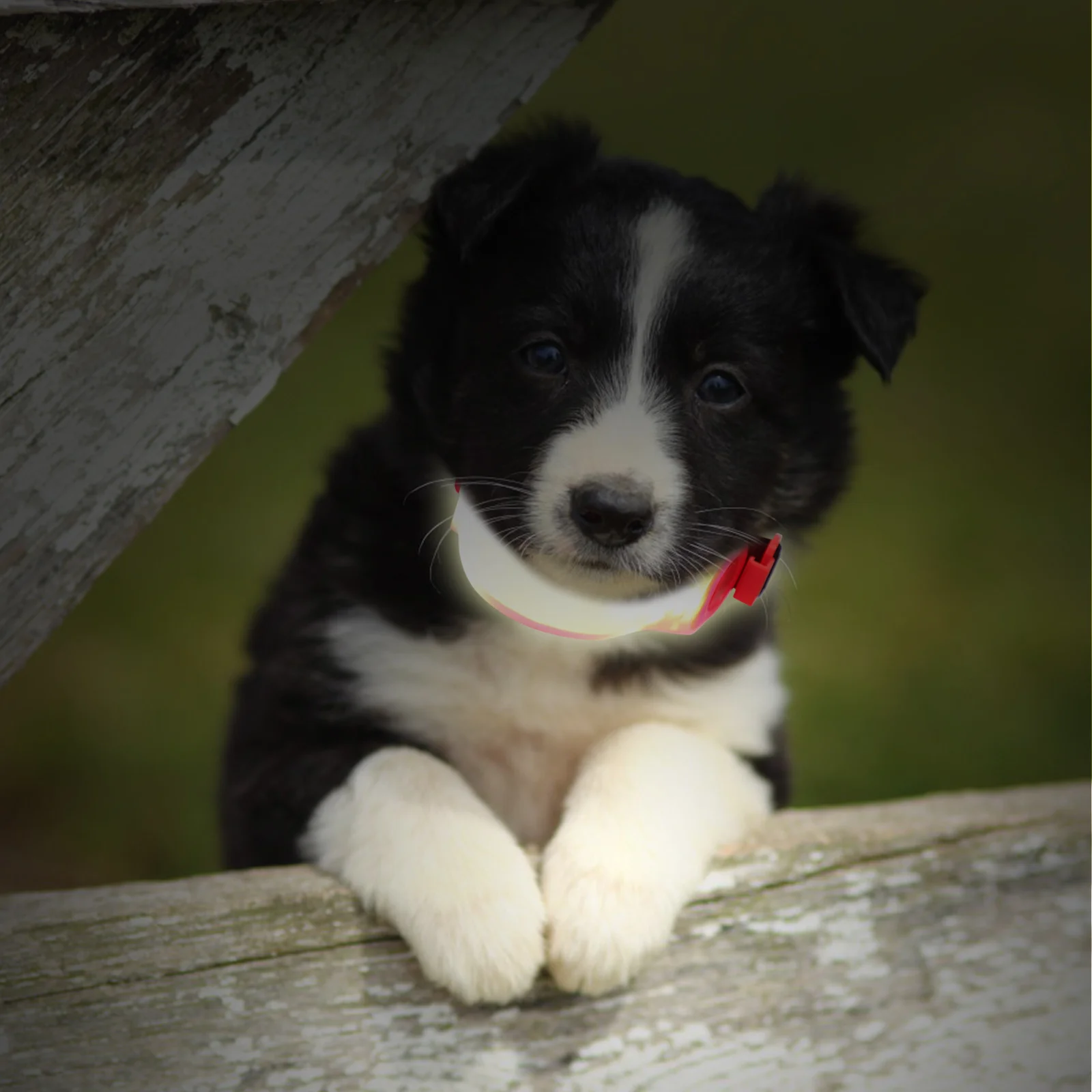 1Pcs LED Strap Pet Collar Multifunctional Warning Signal Night Safety Pet Supplies Strap