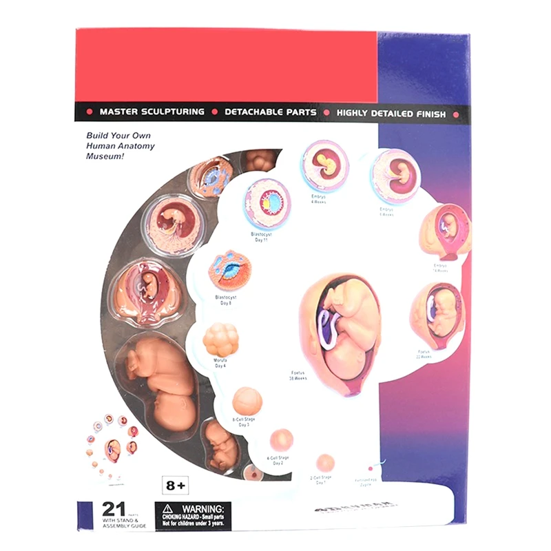 4D Human Embryo Development Anatomical Model Fetal Growth Organ Teaching Alpinia Assembled Toys