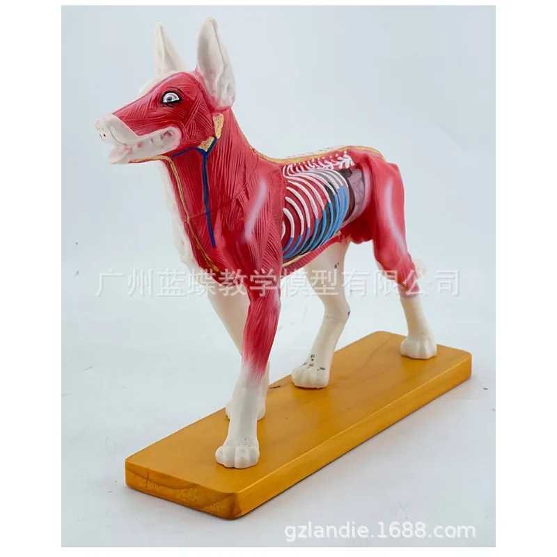 Animal Skeleton Dog Acupuncture Anatomical Acupoint Nursing Massage Model for Veterinary Medical Supplies