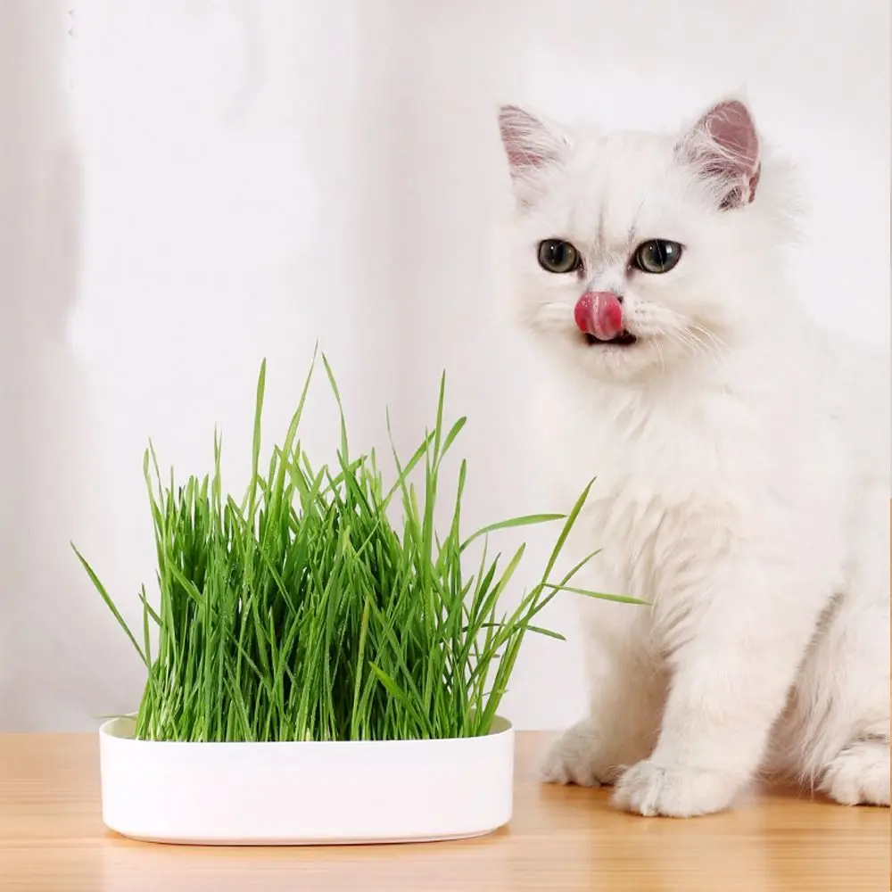 Cat Face Shaped Cultivation Sprouting Tray Soilless Cultivation Sprout Planting Helper Hydroponic Sprouting Plate Convenient