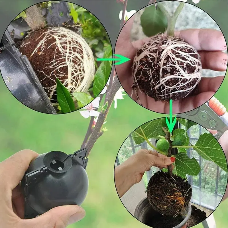 5/30PCS Plant Rooting Ball Grafting Rooting Box Breeding Case High Pressure Plant Root Growing Box For Garden Planting Supplies
