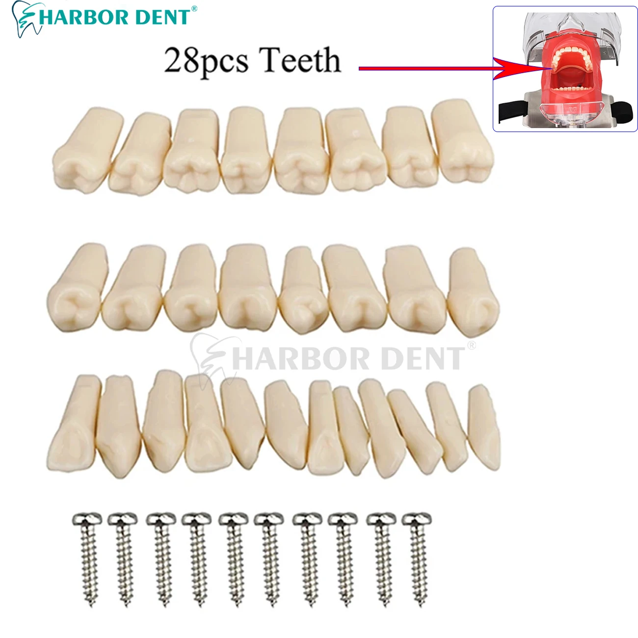 Removable Tooth for Practice Model Dental Granule and Screw Teaching Simulation Model Teeth Model Dentistry Laboratory Product