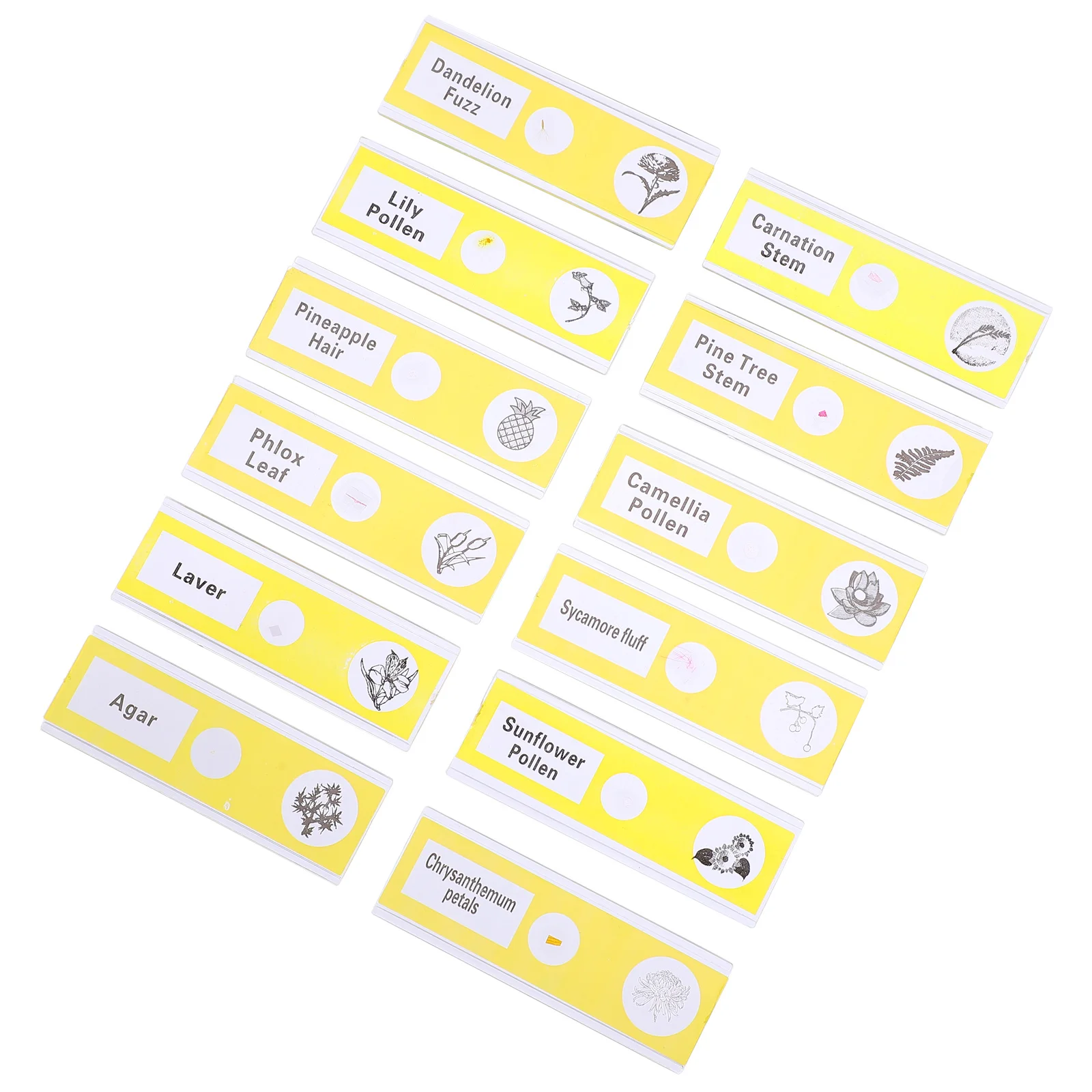 12Pcs Prepared Microscope Slides Plant Specimens Clear Plastic Safe for Kids Entry Level Biological Sample Exploration