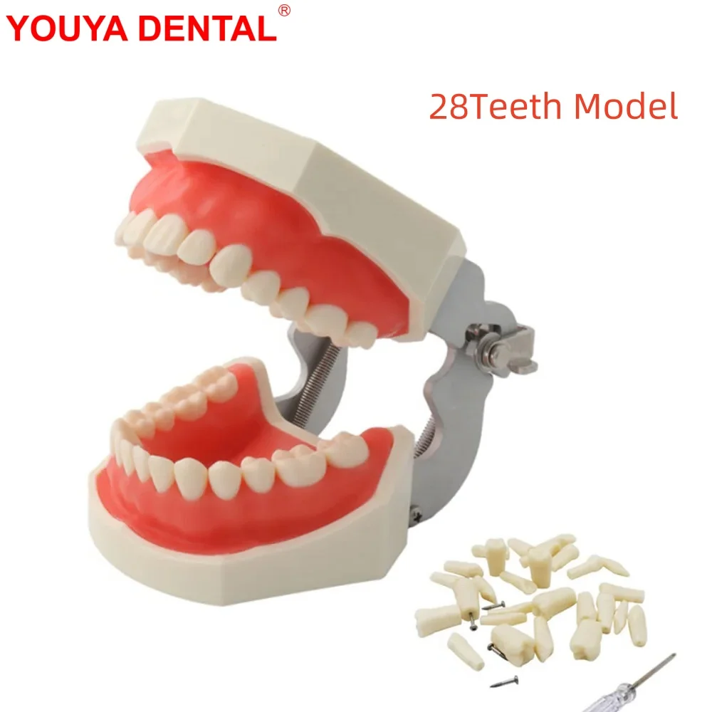 

Teeth Model For Dental Technician Training Dental Model Practice Typodont Studying Teaching Education Soft Gum Teeth Jaw Models