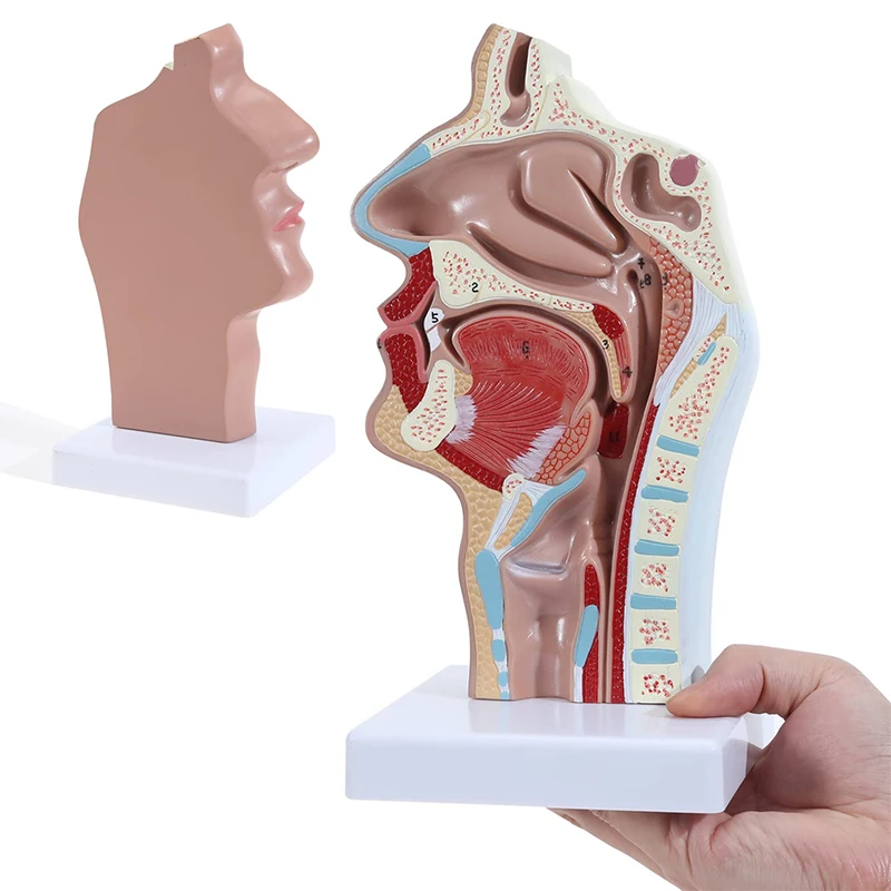 

Human Nasal Cavity and Throat Pathological Anatomical Model Life Size Medical Anatomy Model For Science Classroom Study Display