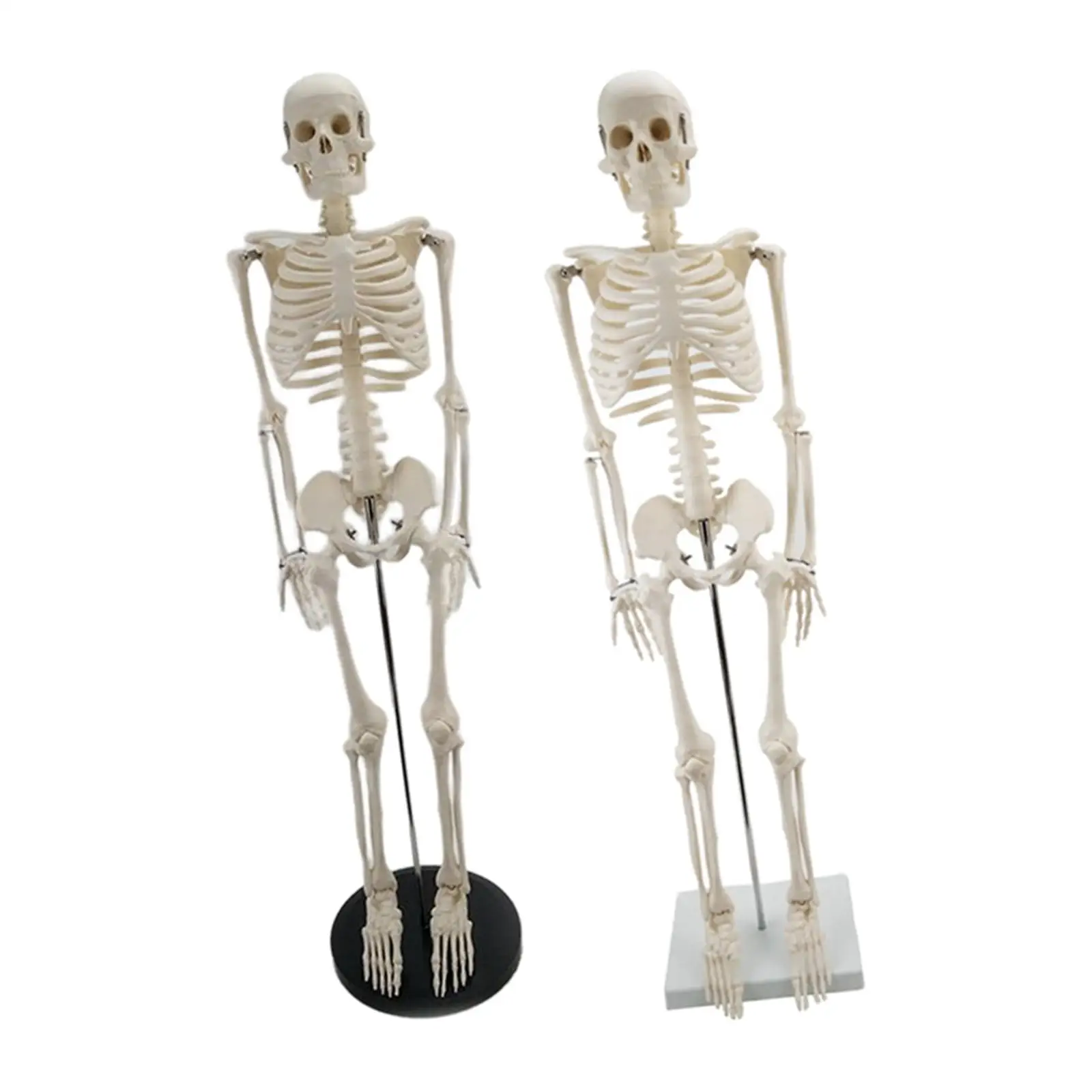 Human Skeleton Anatomy Model with Display Stand 33.5