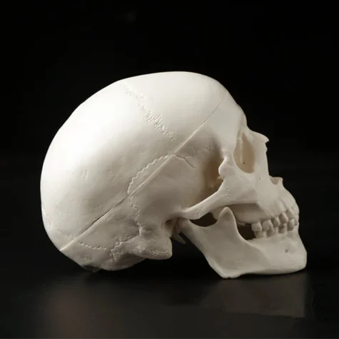 1Pc Mini Skull Human Anatomical Anatomy Head Medical Model Convenient 92x99x71mm